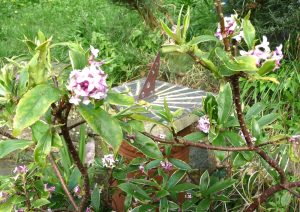 Jackie-Jones-Spring-in-the-Garden